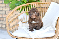 Archie_M_0768_Portuguese Water Dog-1