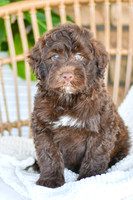 Archie_M_0768_Portuguese Water Dog-2