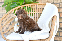 Archie_M_0768_Portuguese Water Dog-3