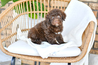 Archie_M_0768_Portuguese Water Dog-4