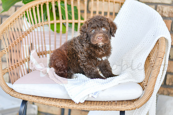 Archie_M_0768_Portuguese Water Dog-4