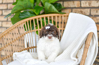 Ariel_F_0766_Portuguese Water Dog-1