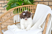 Ariel_F_0766_Portuguese Water Dog-2