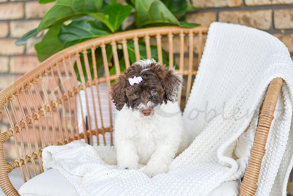 Ariel_F_0766_Portuguese Water Dog-2