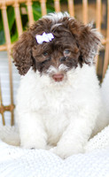 Ariel_F_0766_Portuguese Water Dog-3