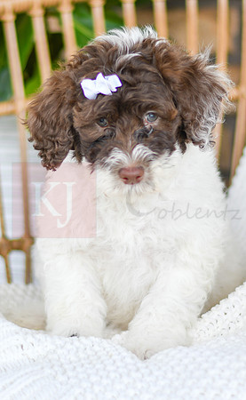 Ariel_F_0766_Portuguese Water Dog-3