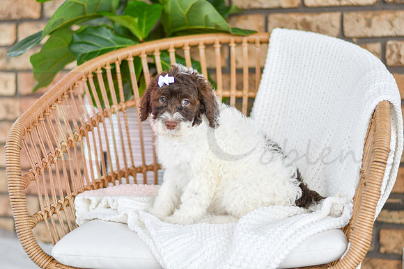 Ariel_F_0766_Portuguese Water Dog-4