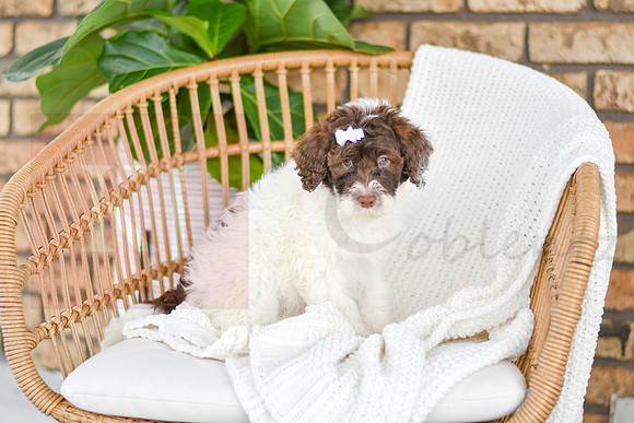 Ariel_F_0766_Portuguese Water Dog-5
