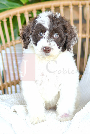 Asher_M_0767_Portuguese Water Dog-1