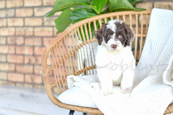 Asher_M_0767_Portuguese Water Dog-2