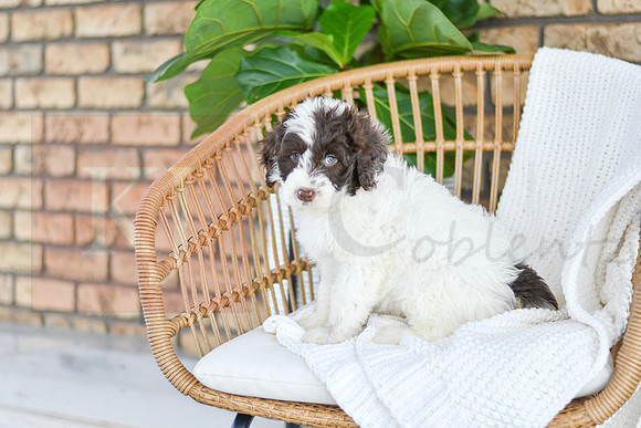 Asher_M_0767_Portuguese Water Dog-3
