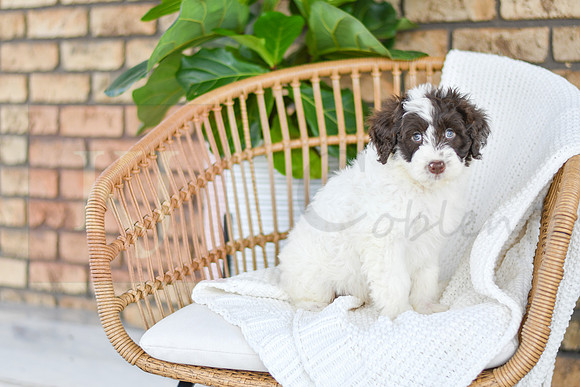 Asher_M_0767_Portuguese Water Dog-4