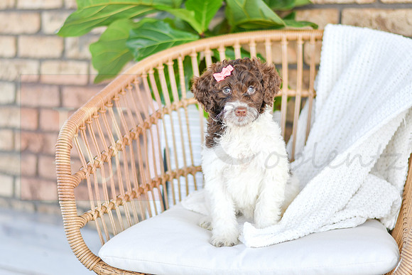 Audrey_F_0765_Portuguese Water Dog-1