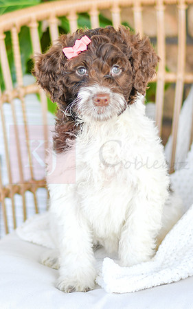 Audrey_F_0765_Portuguese Water Dog-2