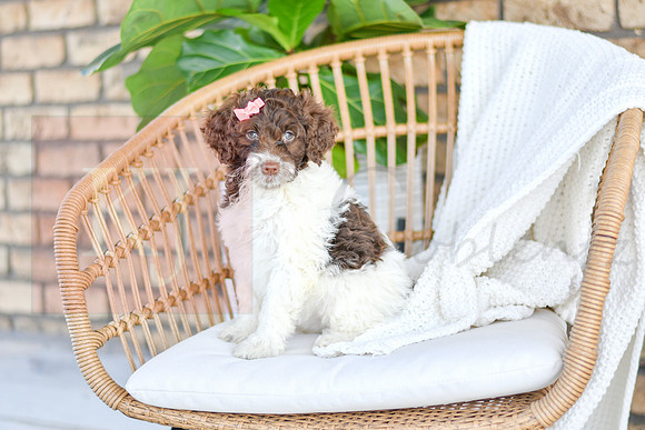 Audrey_F_0765_Portuguese Water Dog-3