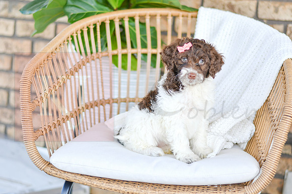 Audrey_F_0765_Portuguese Water Dog-4