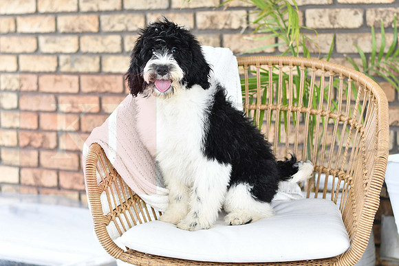 Puppy#1_M F_Microchip_Portuguese Water Dog-3