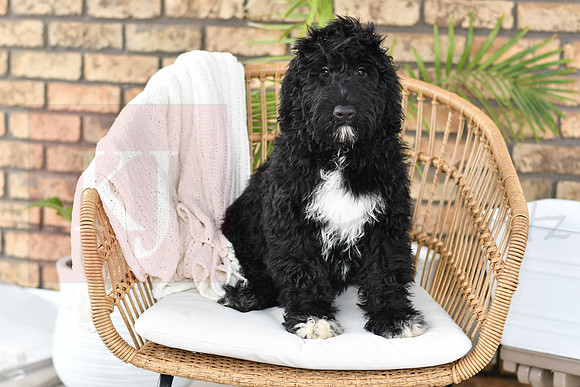 Puppy#2_M F_Microchip_Portuguese Water Dog-1