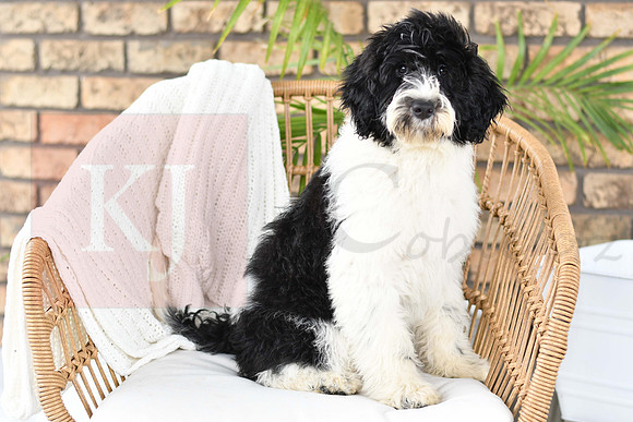 Puppy#1_M F_Microchip_Portuguese Water Dog-2