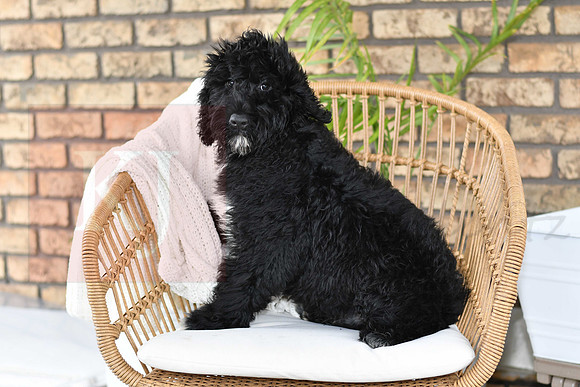 Puppy#2_M F_Microchip_Portuguese Water Dog-3
