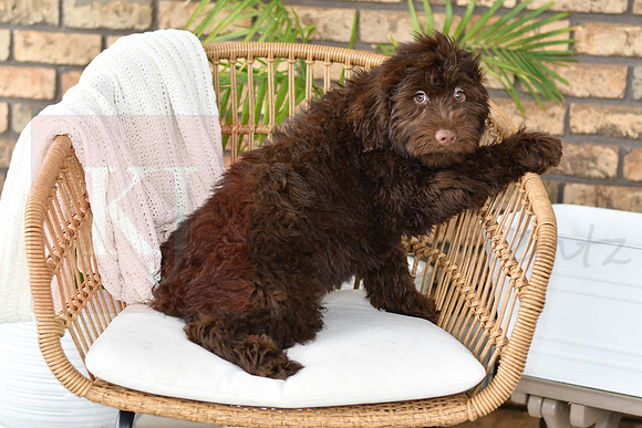 Puppy#3_M F_Microchip_Portuguese Water Dog-2