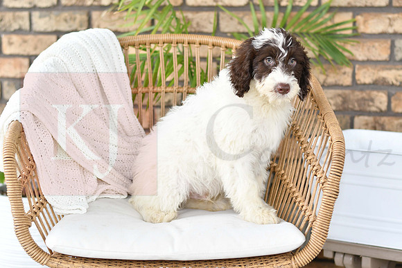 Puppy#4_M F_Microchip_Portuguese Water Dog-2