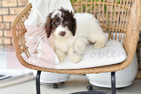 Puppy#4_M F_Microchip_Portuguese Water Dog-3