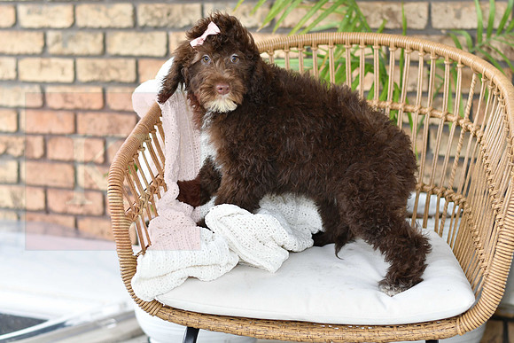 Puppy#5_M F_Microchip_Portuguese Water Dog-1