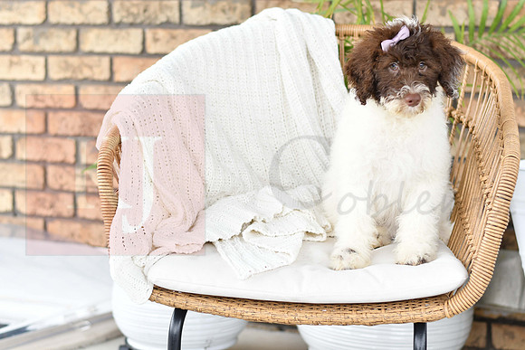 Puppy#6_M F_Microchip_Portuguese Water Dog-1