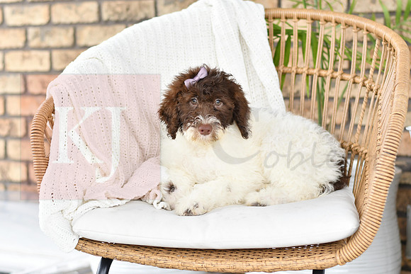 Puppy#6_M F_Microchip_Portuguese Water Dog-2