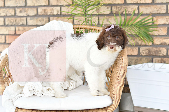 Puppy#6_M F_Microchip_Portuguese Water Dog-3