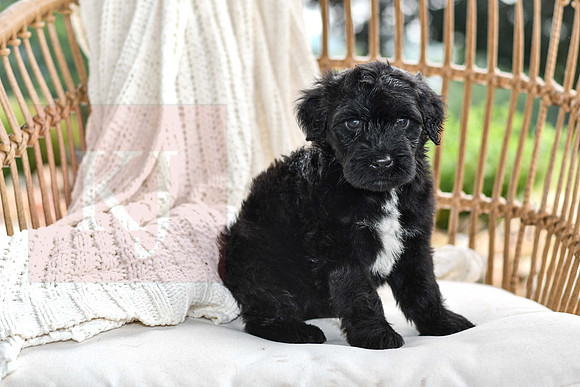 Ragnor_M_4796_Portugese Water Dog-1