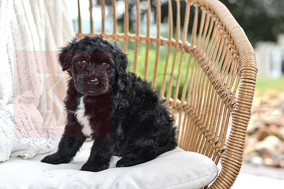 Ragnor_M_4796_Portugese Water Dog-2