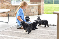 Portugese Water Dogs-1