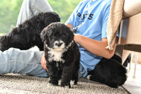 Portugese Water Dogs-3