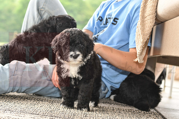 Portugese Water Dogs-3