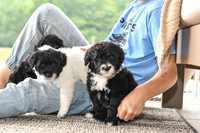 Portugese Water Dogs-4