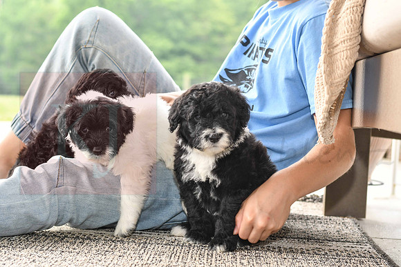 Portugese Water Dogs-4