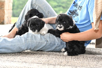 Portugese Water Dogs-5