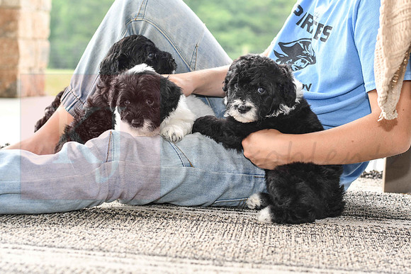 Portugese Water Dogs-5