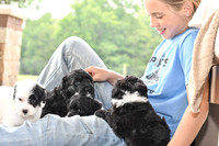 Portugese Water Dogs-6