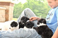 Portugese Water Dogs-7