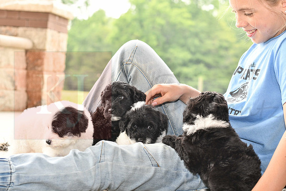 Portugese Water Dogs-7