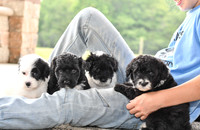 Portugese Water Dogs-8