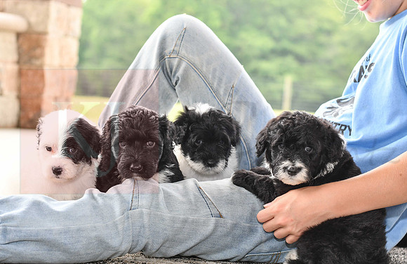 Portugese Water Dogs-8