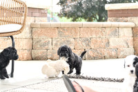 Portugese Water Dogs-9