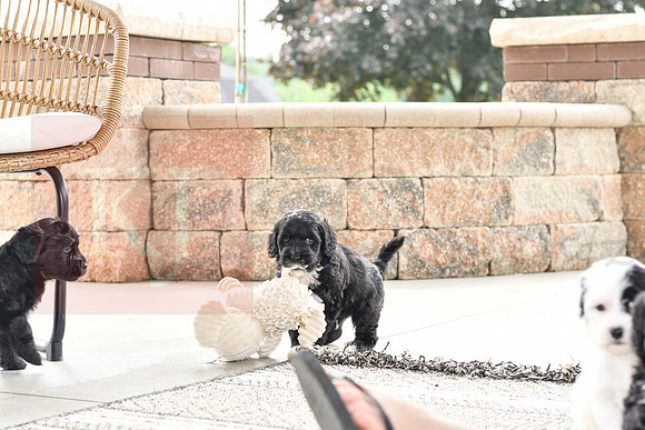 Portugese Water Dogs-9