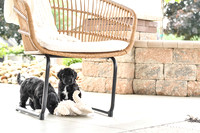 Portugese Water Dogs-10
