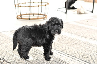 Portugese Water Dogs-11