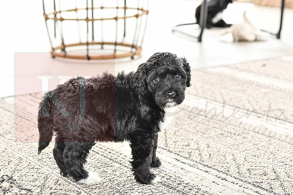 Portugese Water Dogs-11